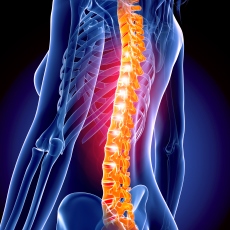 columna-vertebral